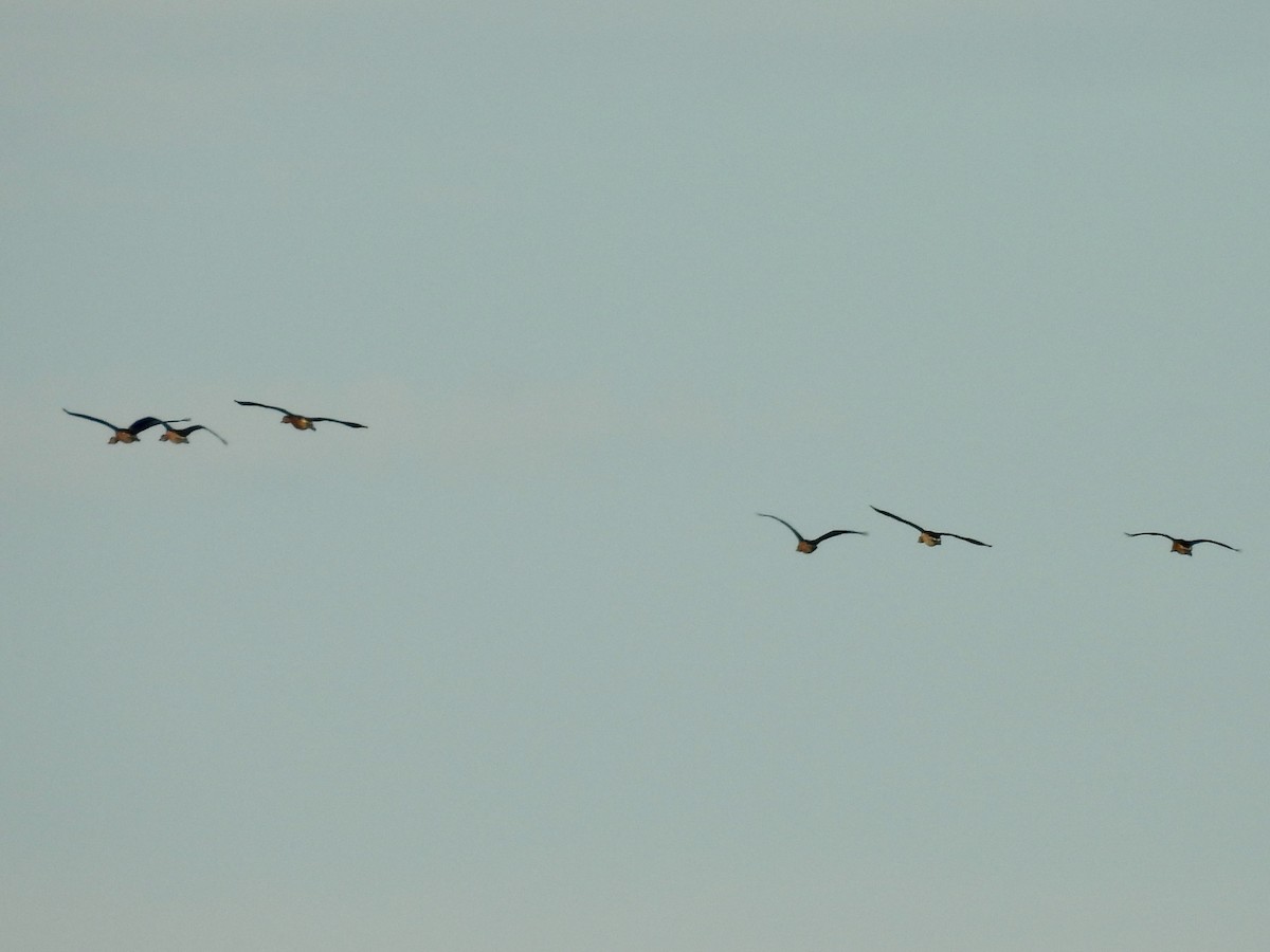 Fulvous Whistling-Duck - ML645118083