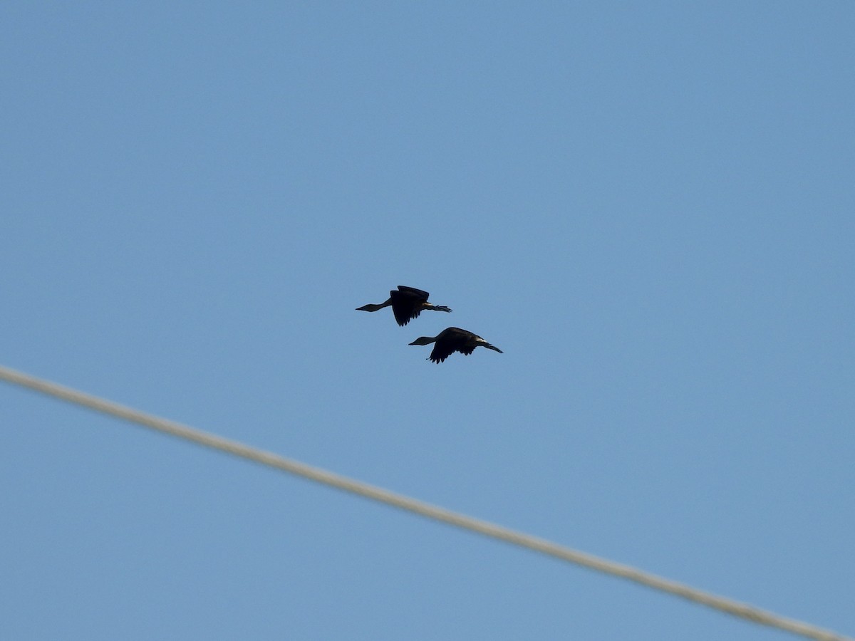 Fulvous Whistling-Duck - ML645118084