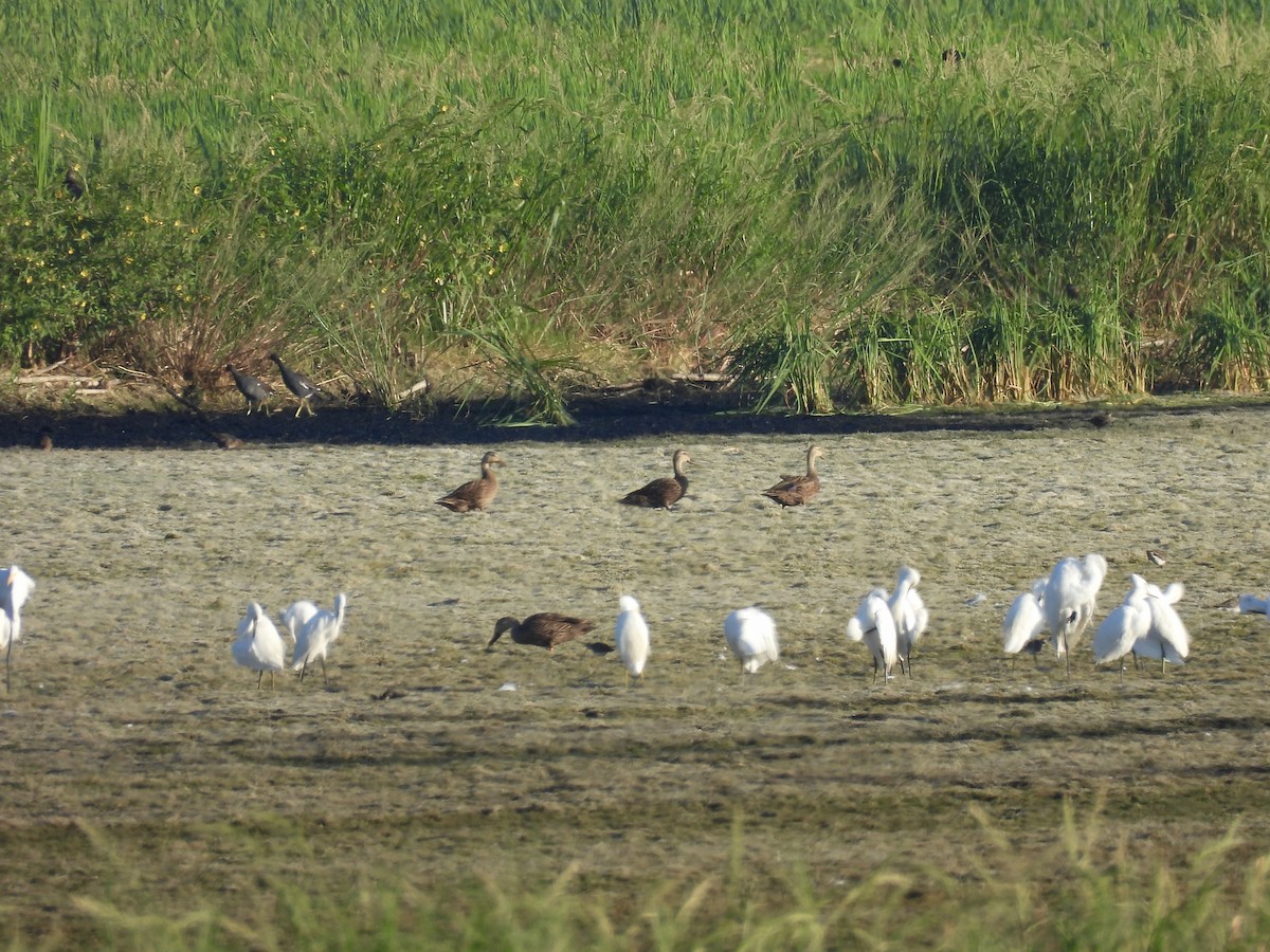 Mottled Duck (Florida) - ML645118087