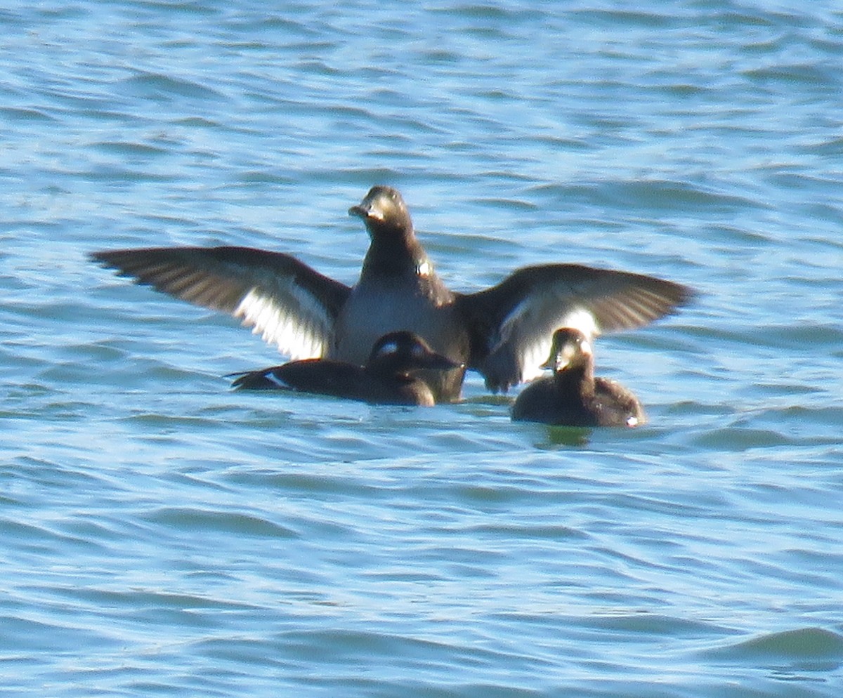 White-winged Scoter - ML645118091
