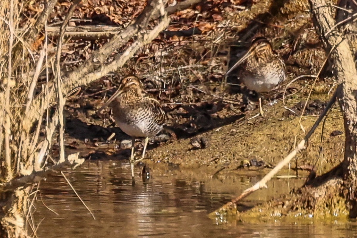 Wilson's Snipe - ML645118096