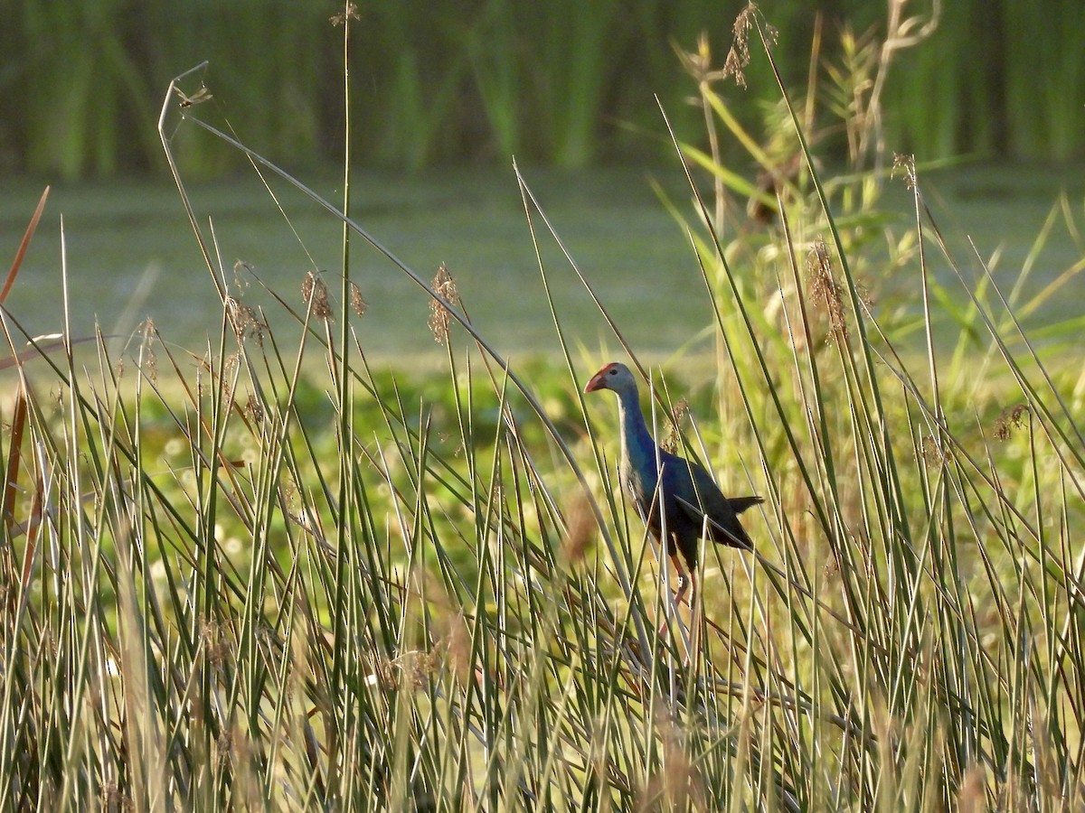 Gray-headed Swamphen - ML645118100