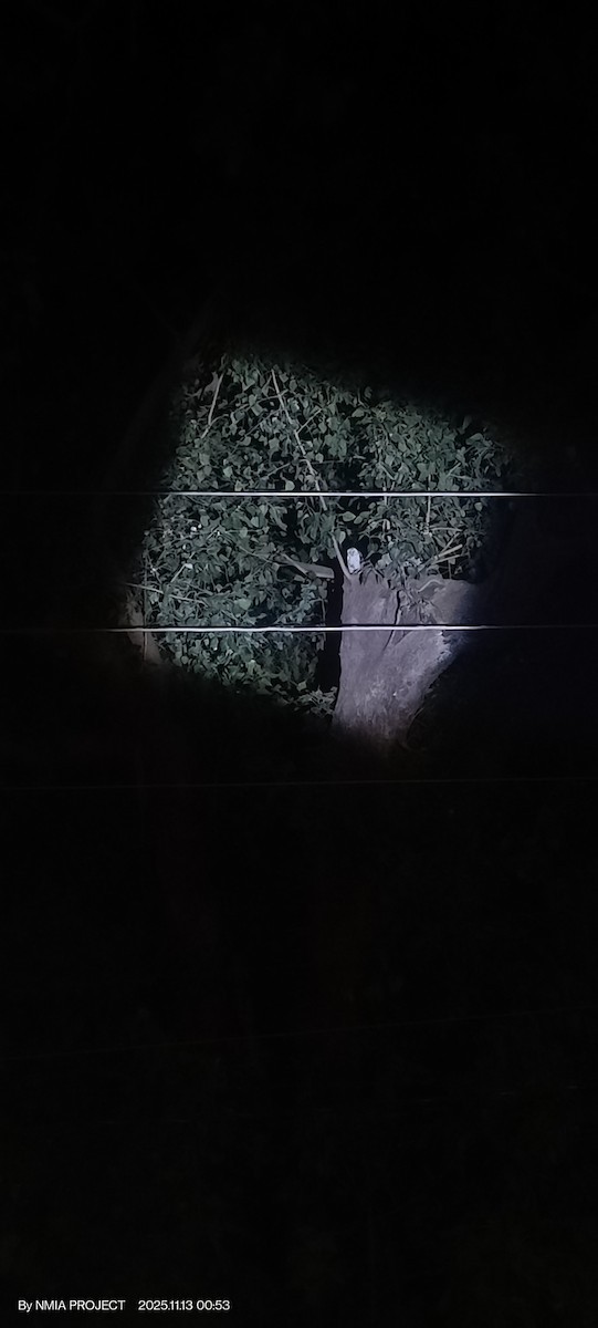 Eastern Barn Owl - ML645118106