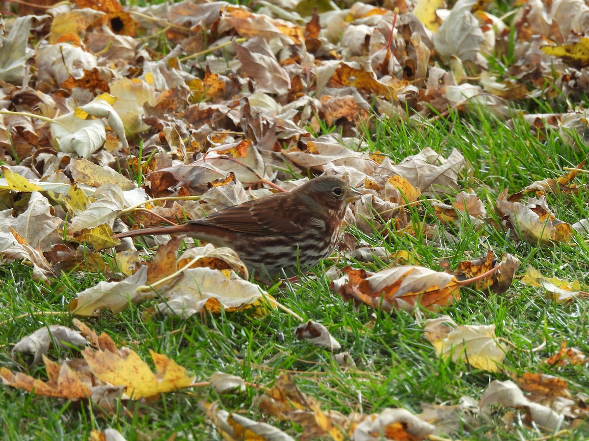 Fox Sparrow - ML645118108