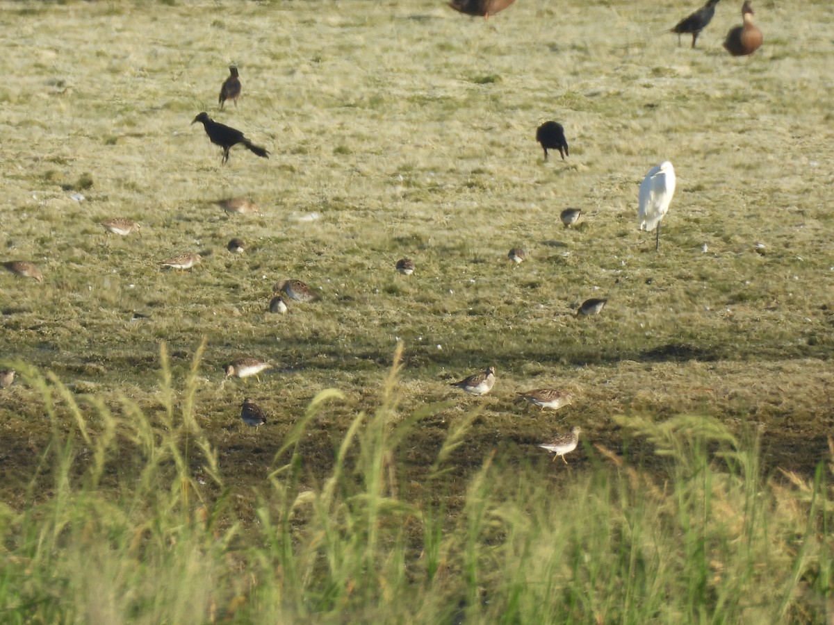 Pectoral Sandpiper - ML645118109