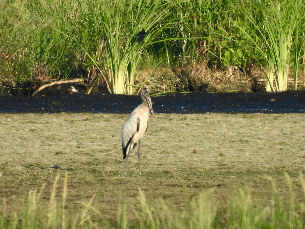 Wood Stork - ML645118120