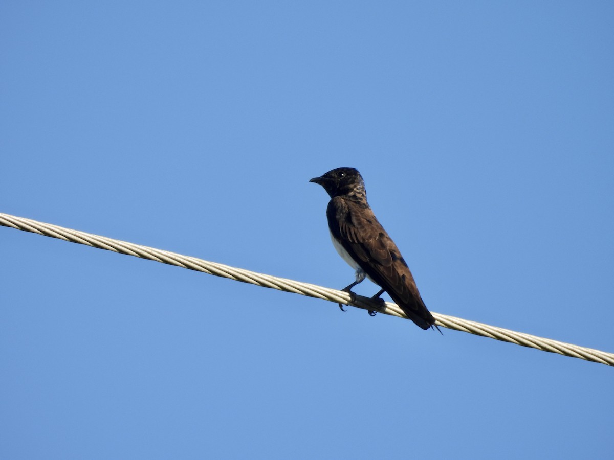 Purple Martin - ML645118129
