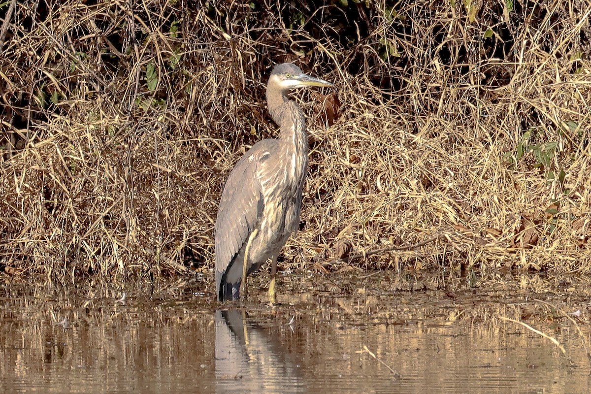 Great Blue Heron - ML645118155