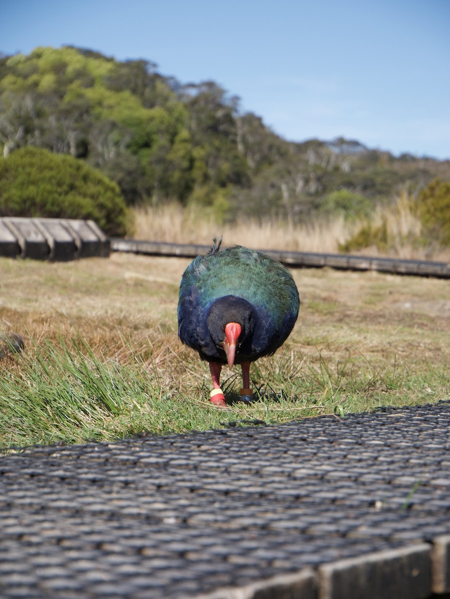 South Island Takahe - ML645118180