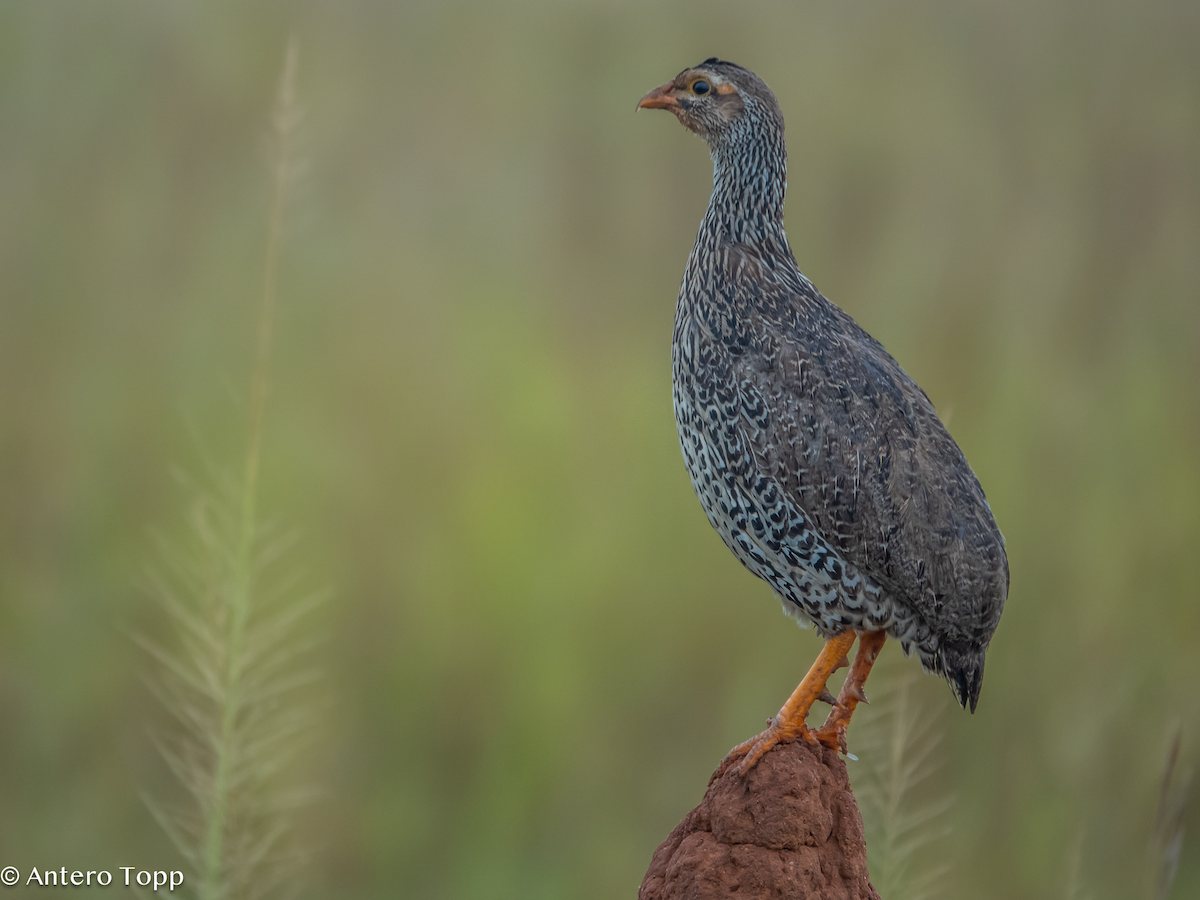 Heuglin's Spurfowl - ML645118186