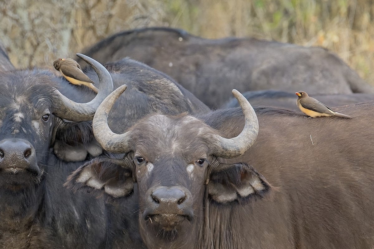 Yellow-billed Oxpecker - ML645118219