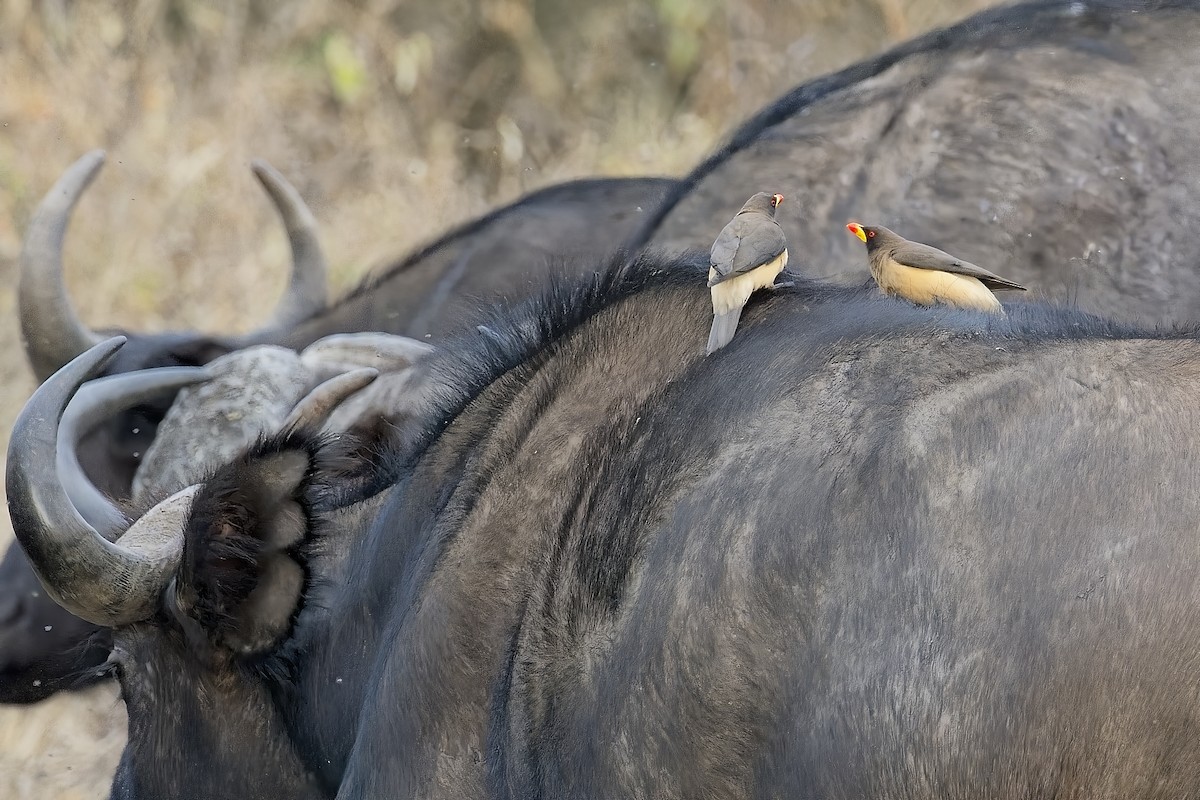 Yellow-billed Oxpecker - ML645118220