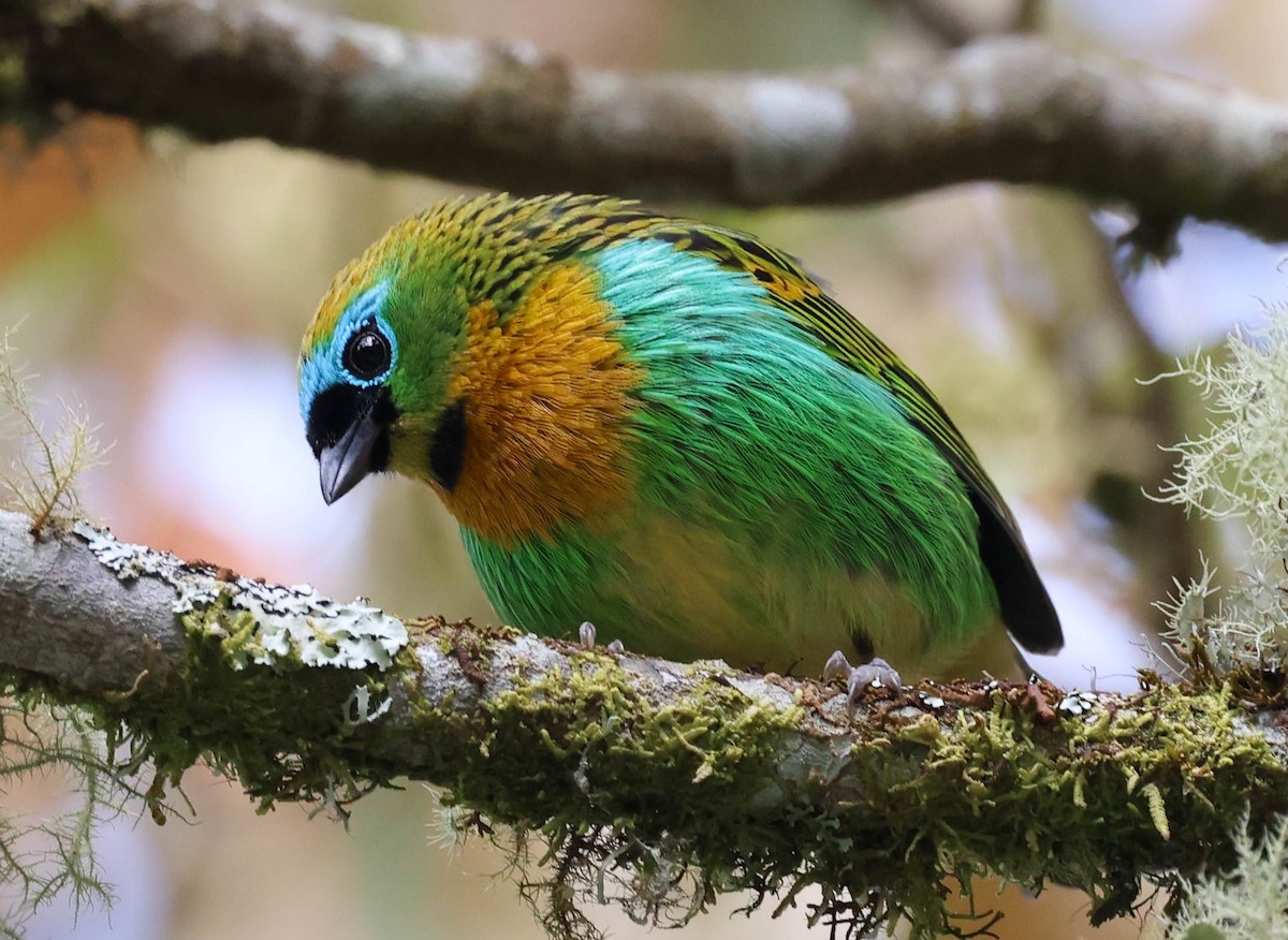 Brassy-breasted Tanager - ML645118222