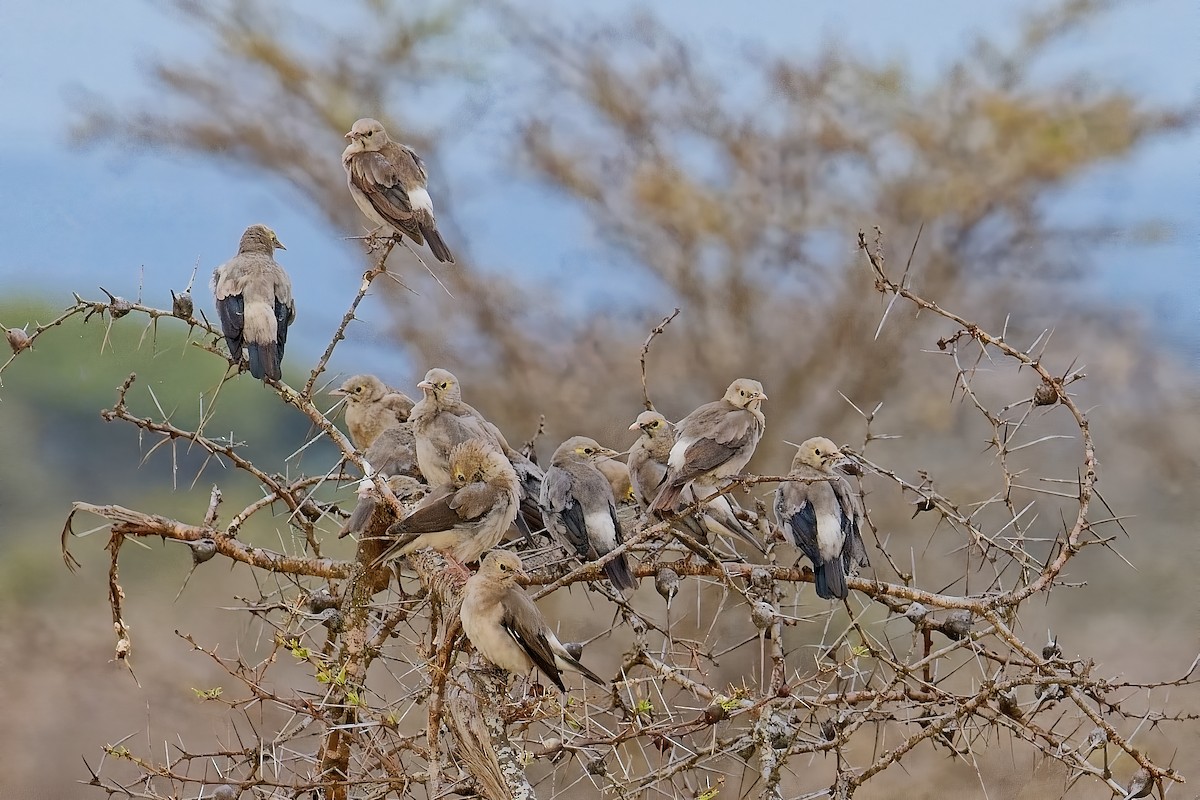 Wattled Starling - ML645118223