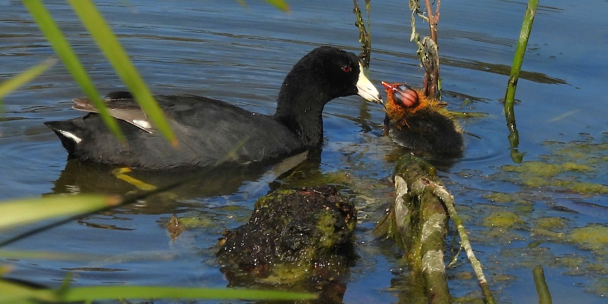 American Coot - ML645118224