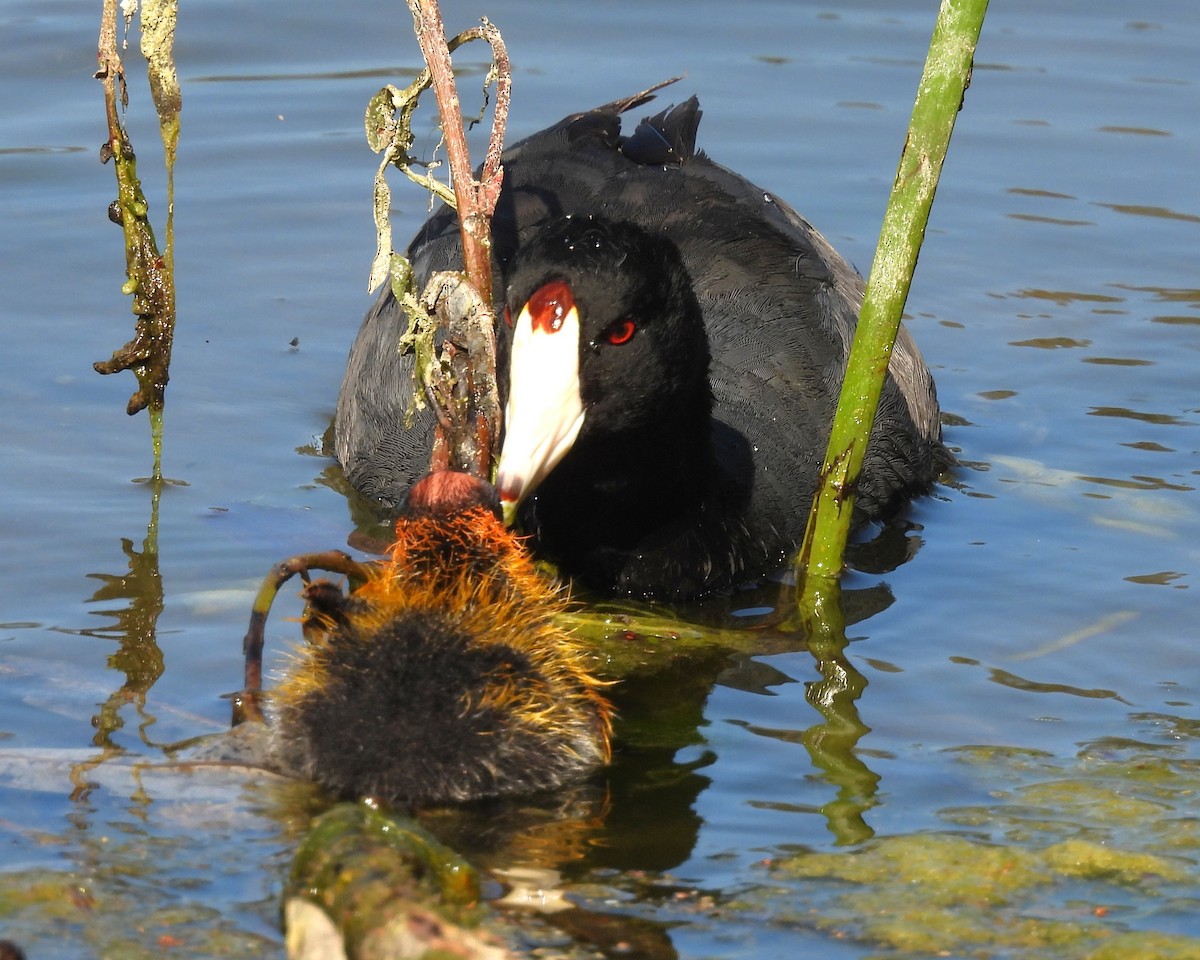 American Coot - ML645118226