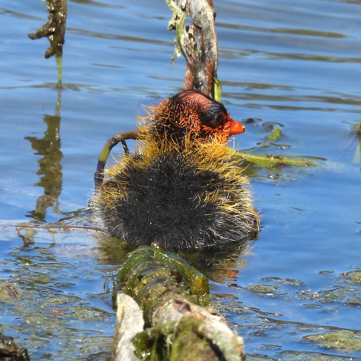 American Coot - ML645118227