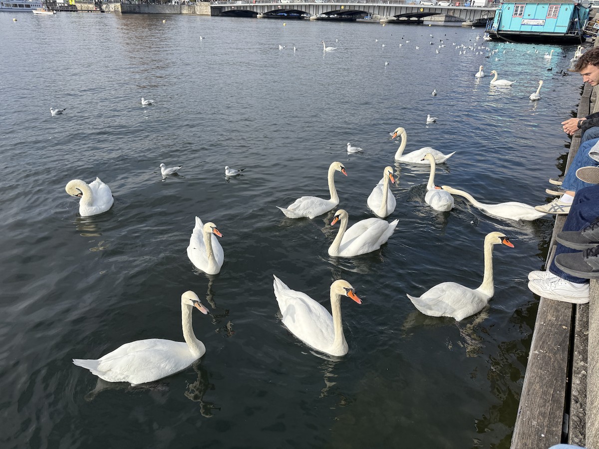 Лебідь-шипун - ML645118245