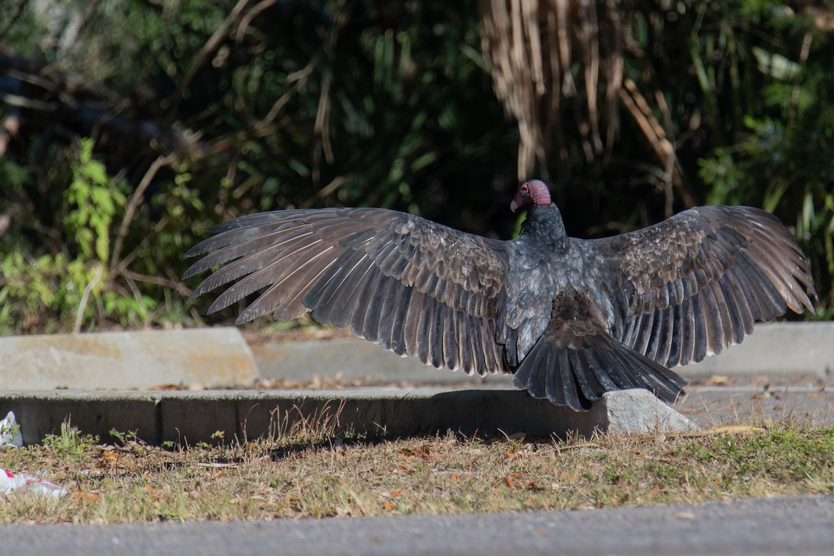 Aura Gallipavo - ML645118246