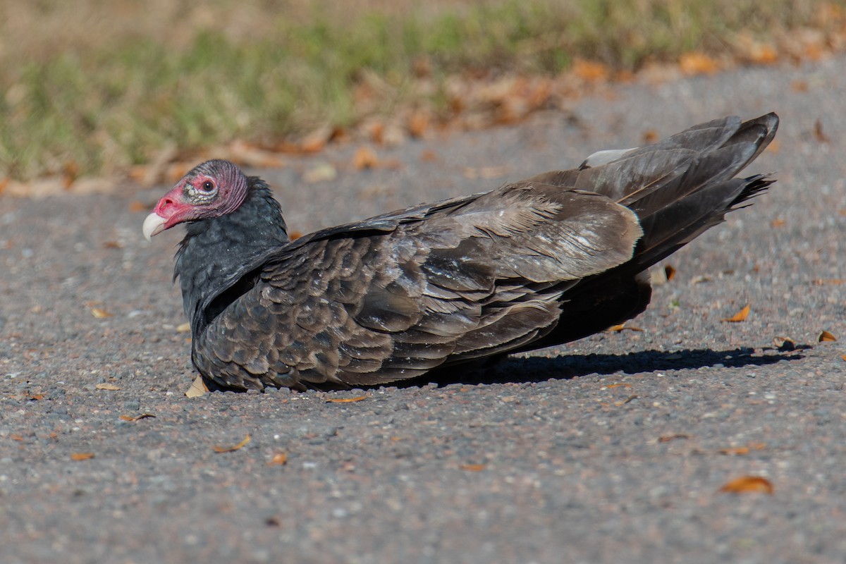 Aura Gallipavo - ML645118248