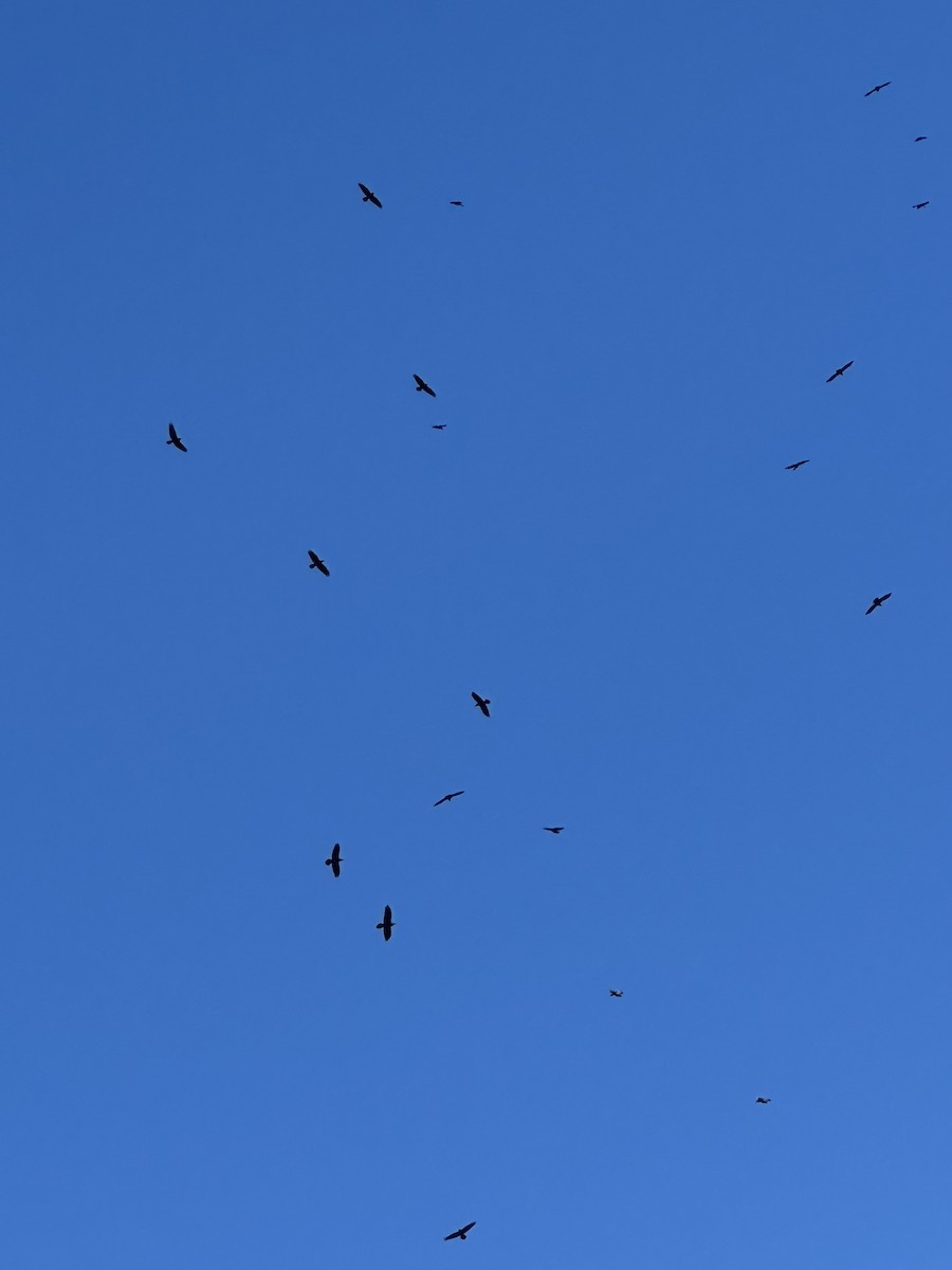 Common Raven - ML645118250