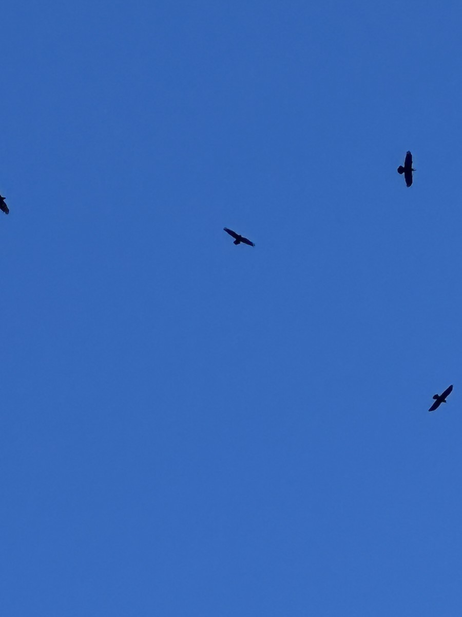 Common Raven - ML645118251