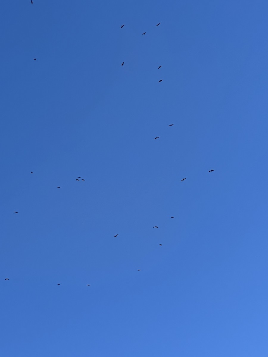 Common Raven - ML645118252