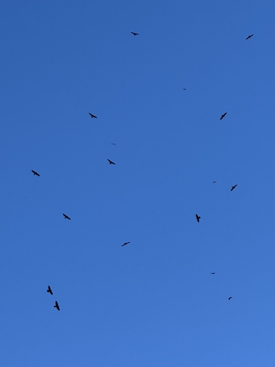 Common Raven - ML645118253