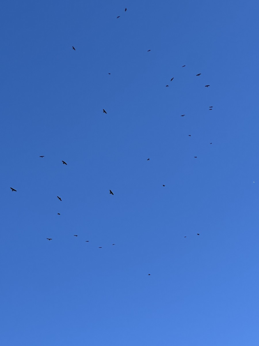 Common Raven - ML645118254