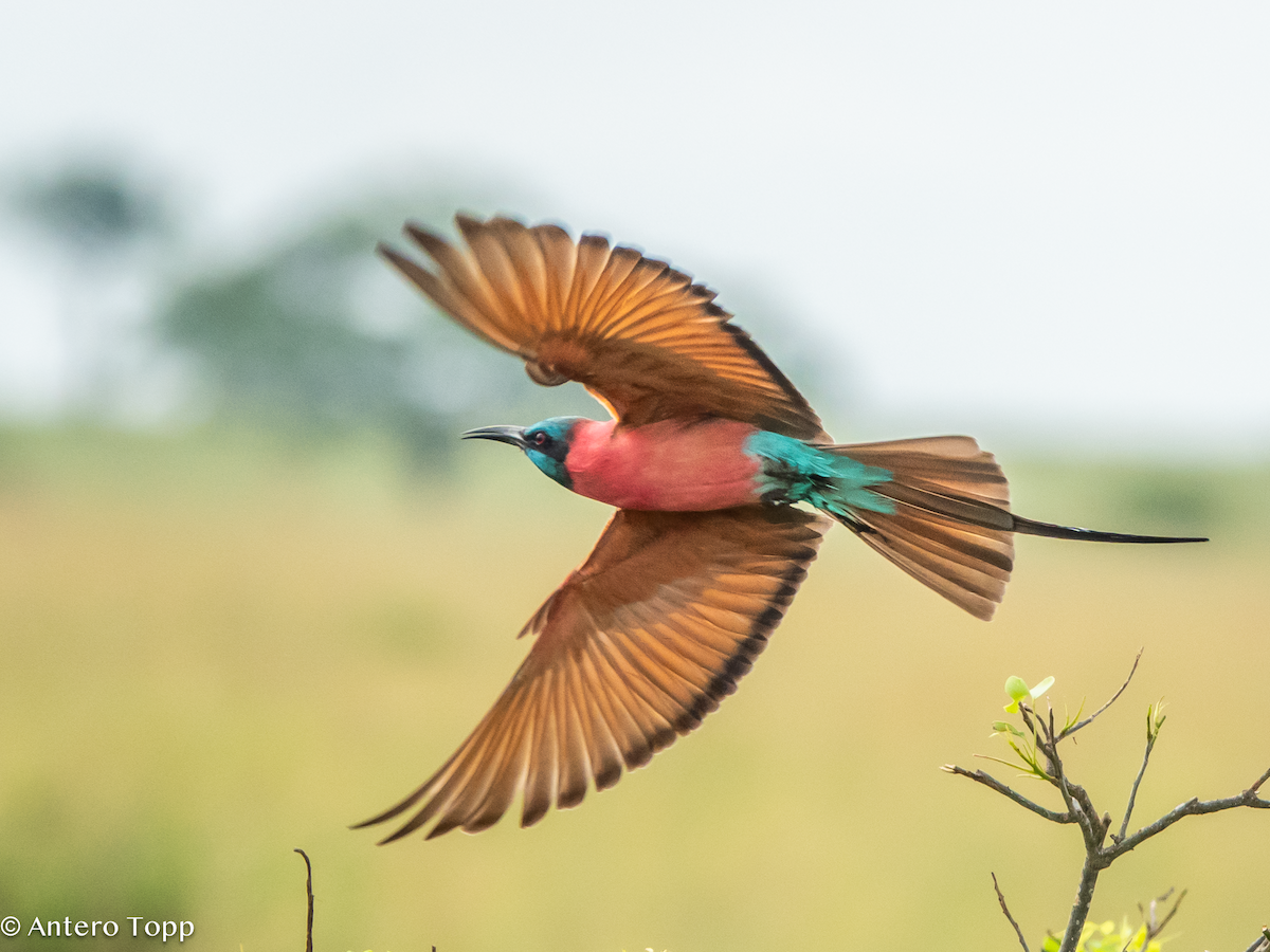 שרקרק ורוד - ML645118259