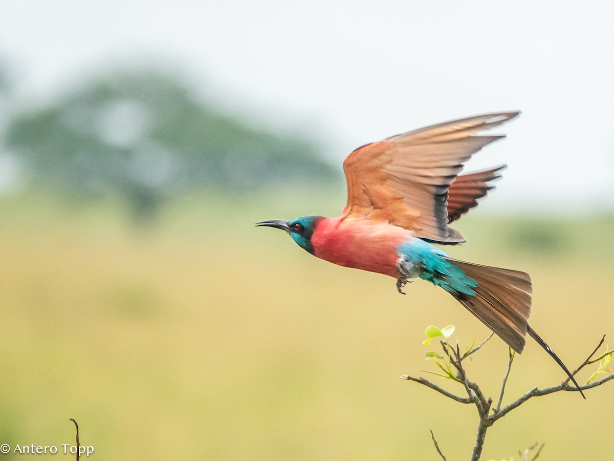 שרקרק ורוד - ML645118260