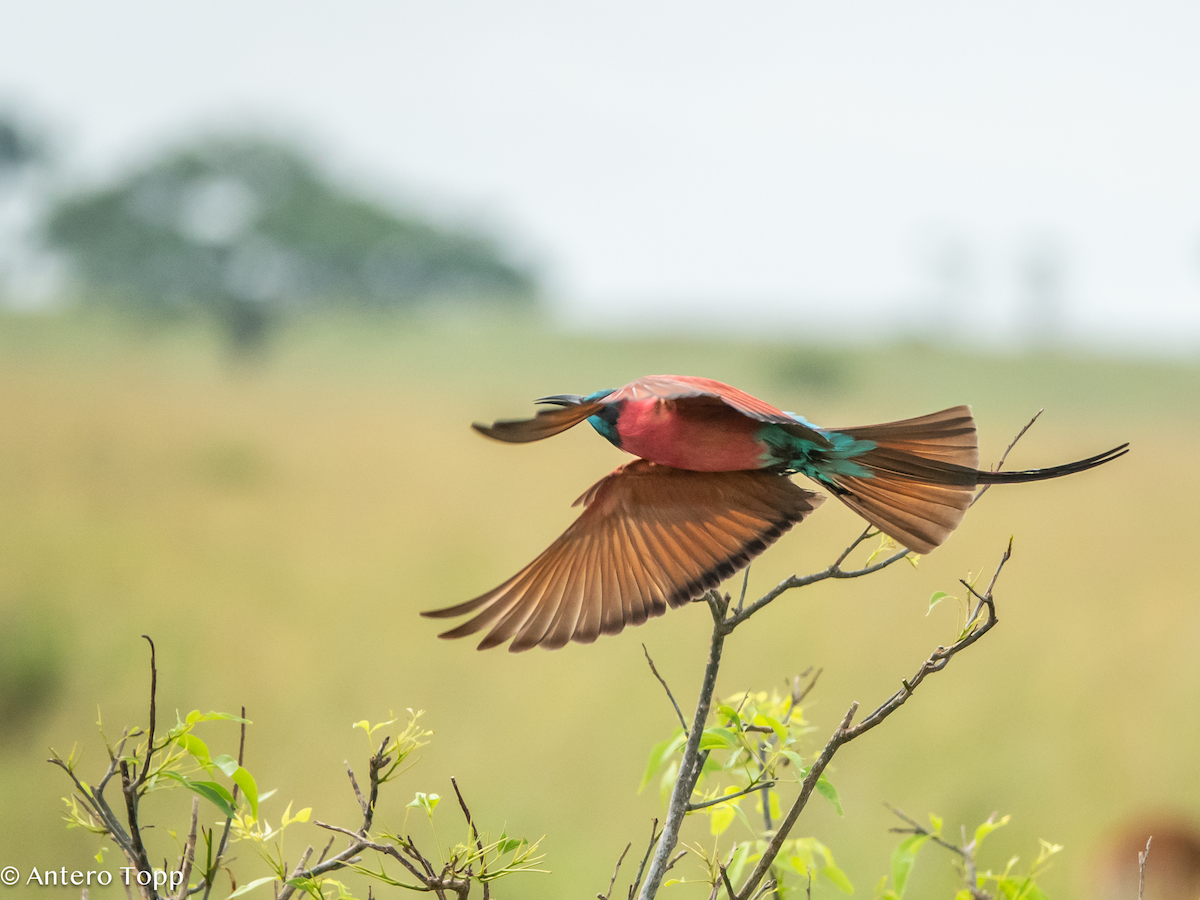 שרקרק ורוד - ML645118261
