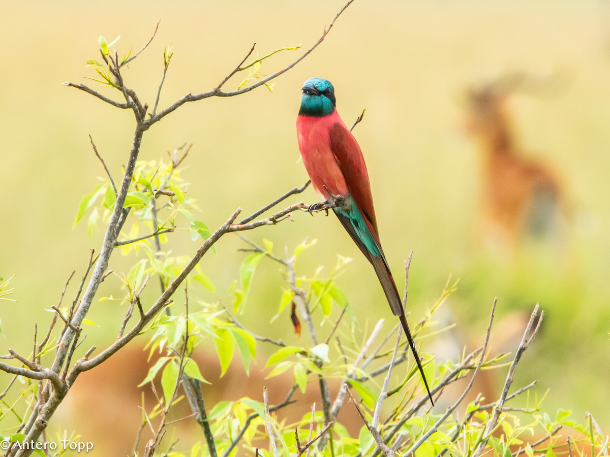 שרקרק ורוד - ML645118262