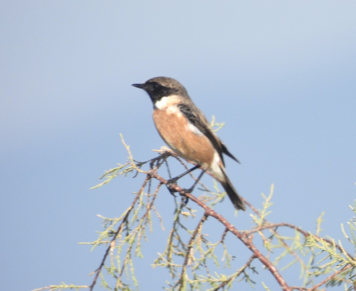 European Stonechat - ML645118270