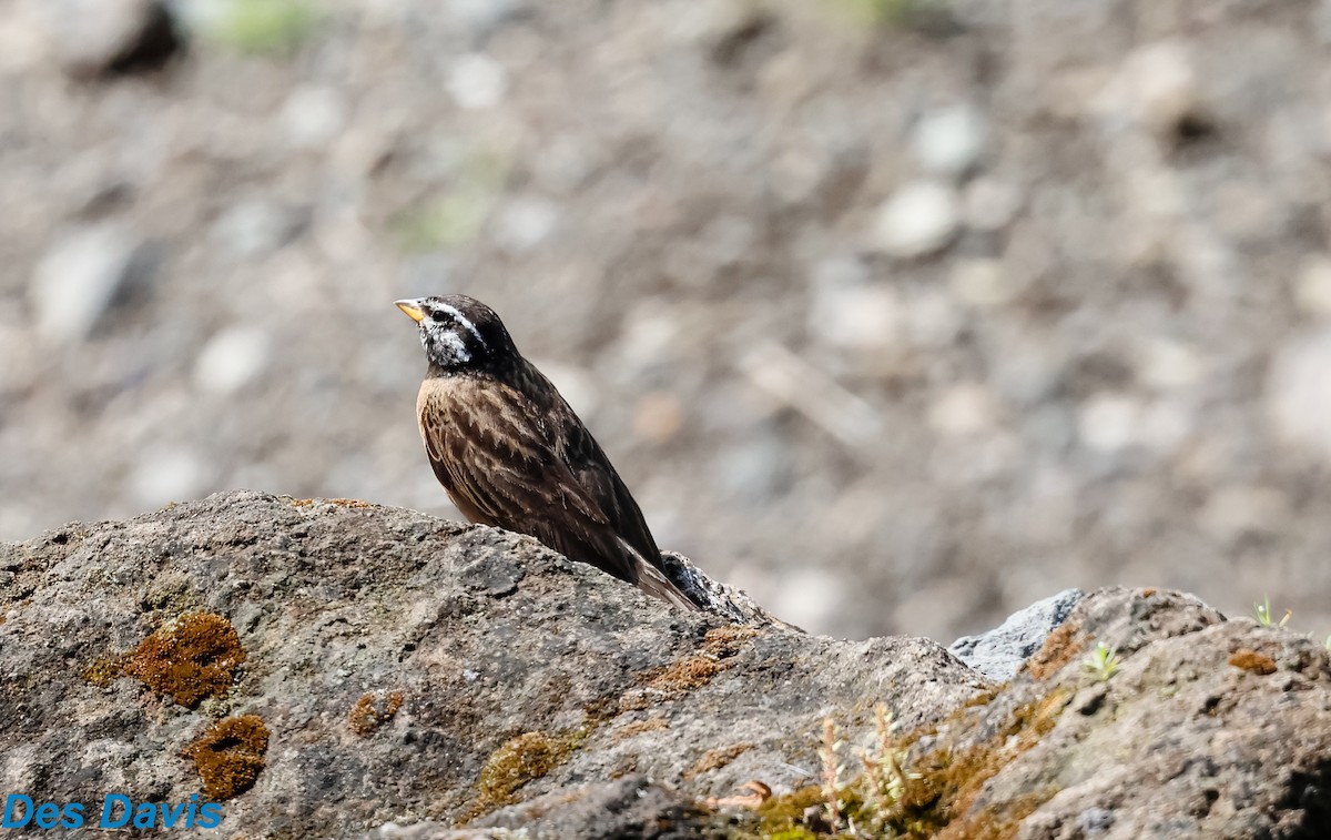 Cinnamon-breasted Bunting - ML645118272