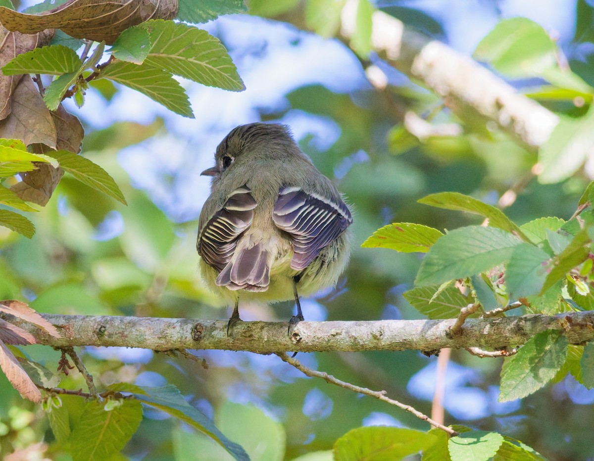 Hammond's Flycatcher - ML645118276