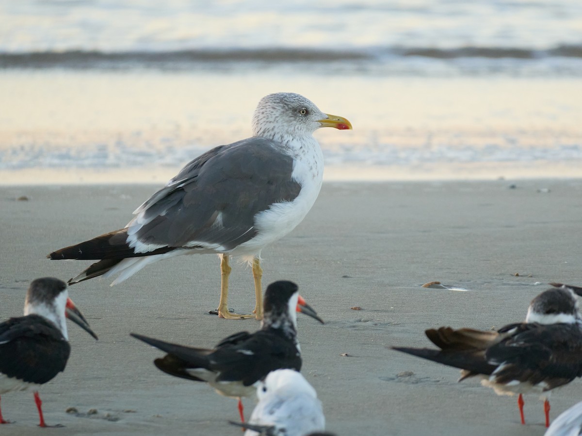 ニシセグロカモメ - ML645118282