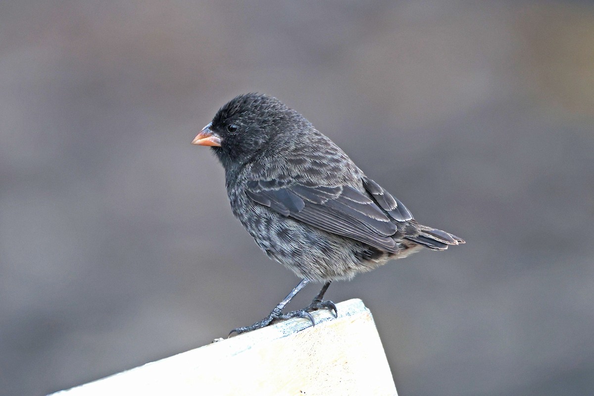 Small Ground-Finch - ML645118283