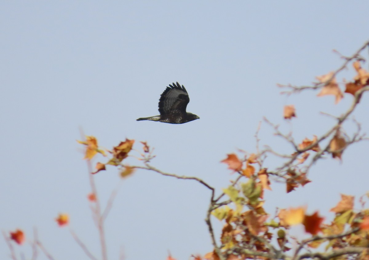 Buse variable - ML645118286