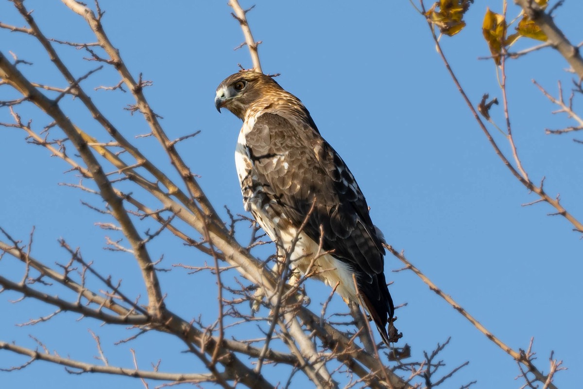 Red-tailed Hawk - ML645118303