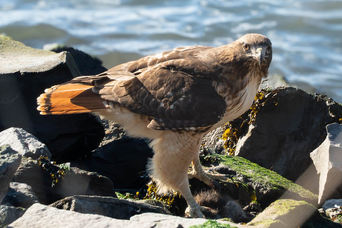 Red-tailed Hawk - ML645118304