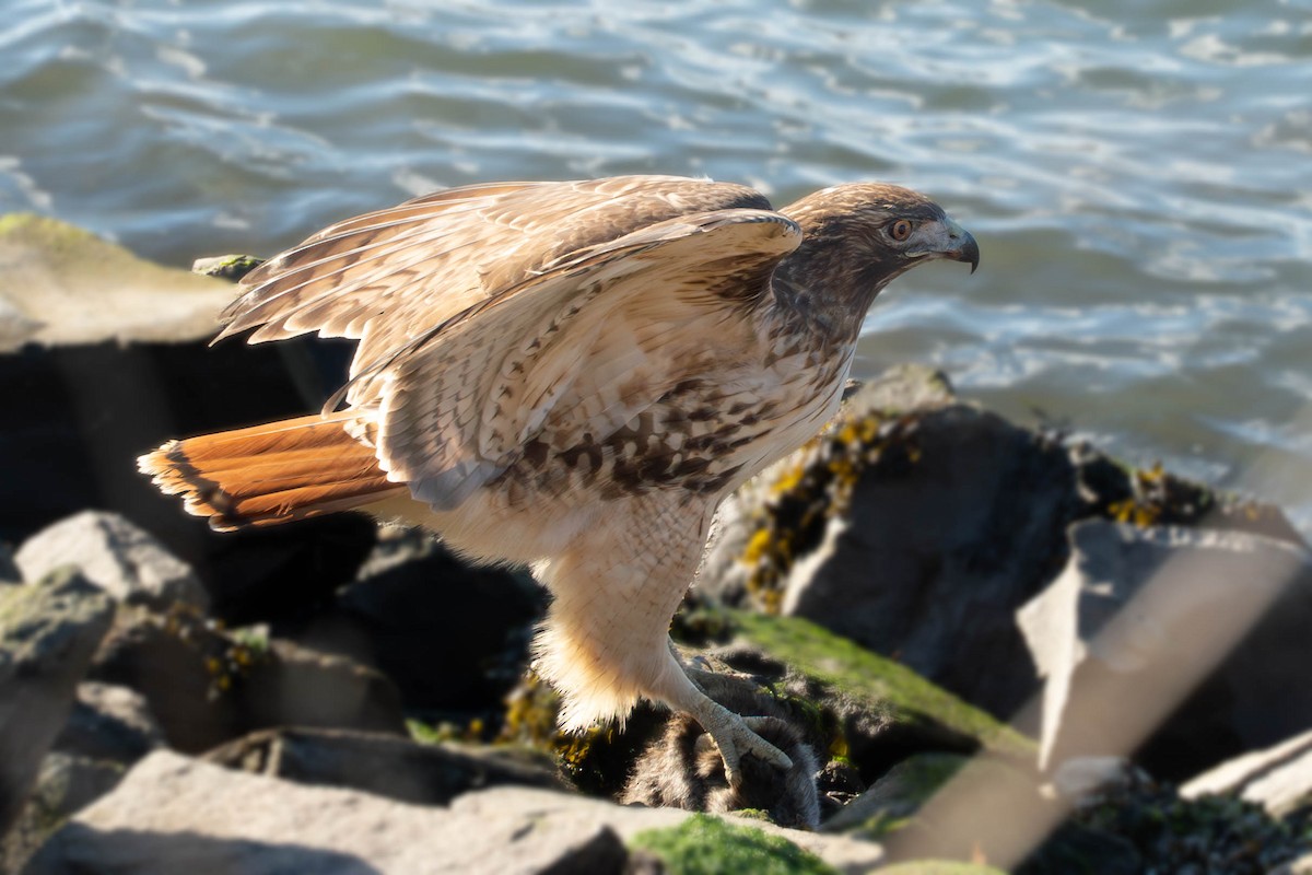 Red-tailed Hawk - ML645118305