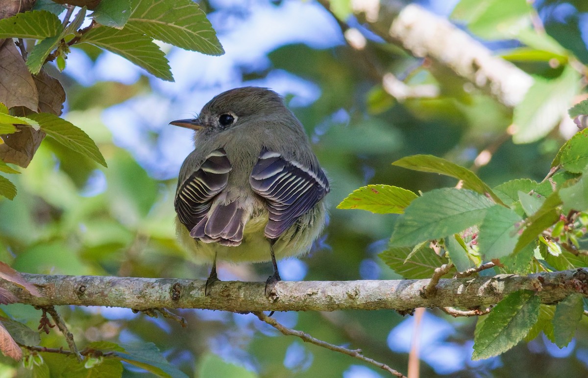 Hammond's Flycatcher - ML645118318