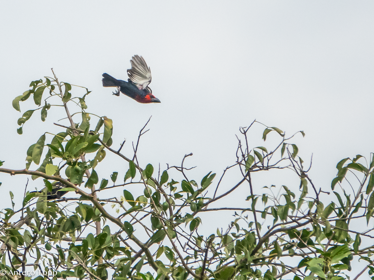 Black-billed Barbet - ML645118333