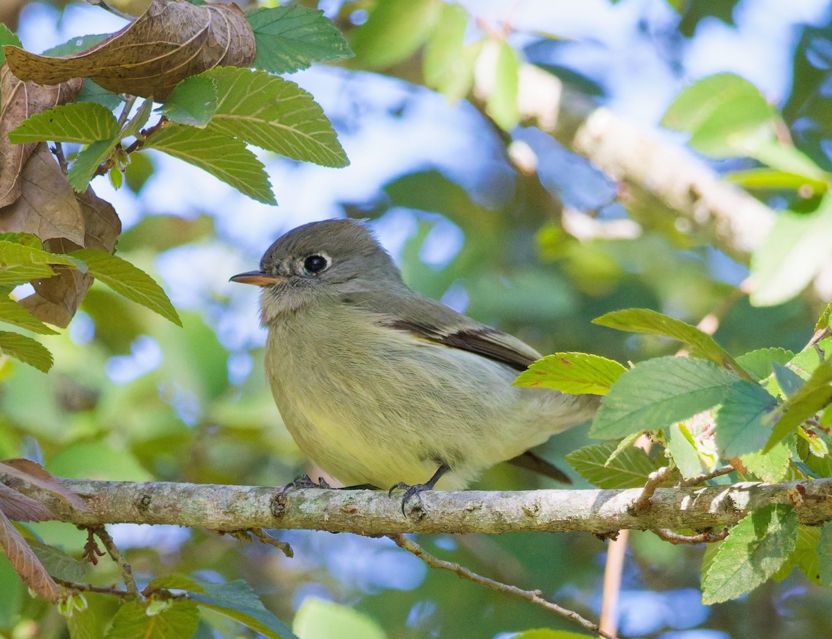Hammond's Flycatcher - ML645118341