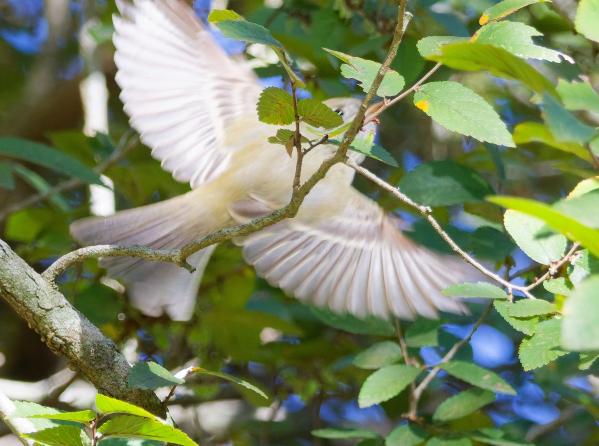 Hammond's Flycatcher - ML645118362