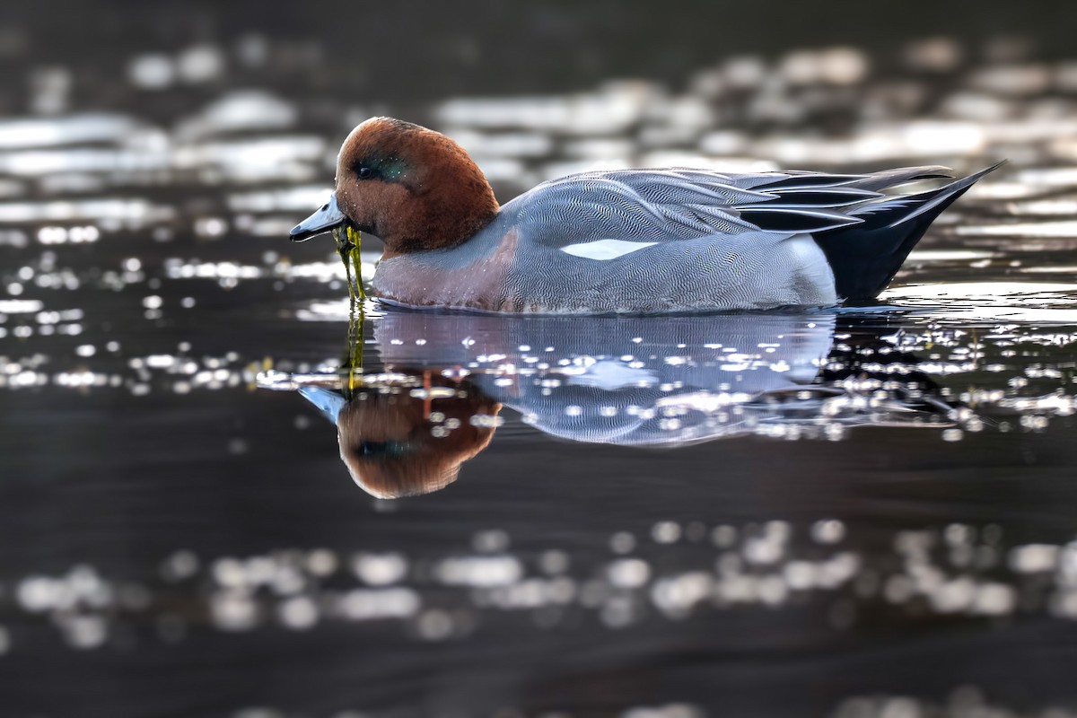 Eurasian Wigeon - ML645118370