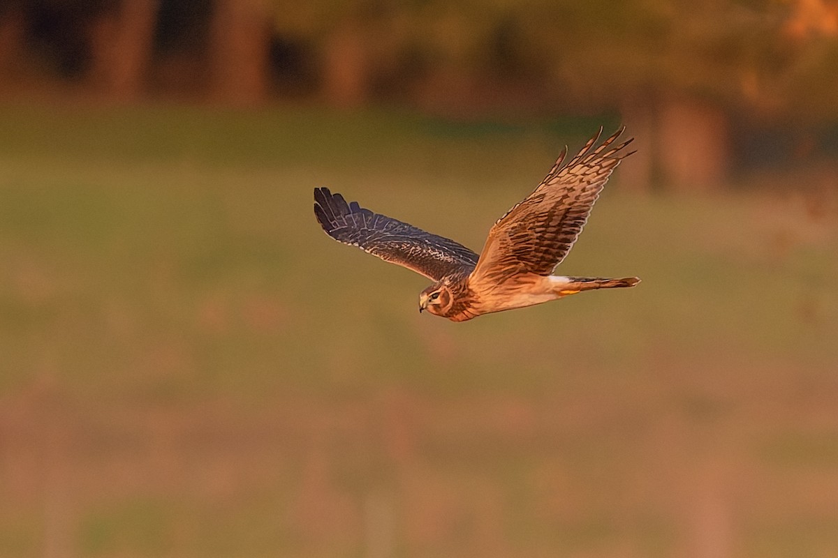 Northern Harrier - ML645118384