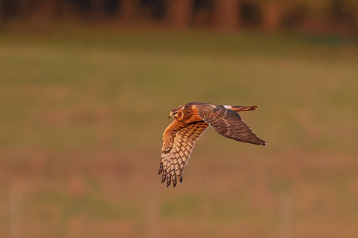 Northern Harrier - ML645118385