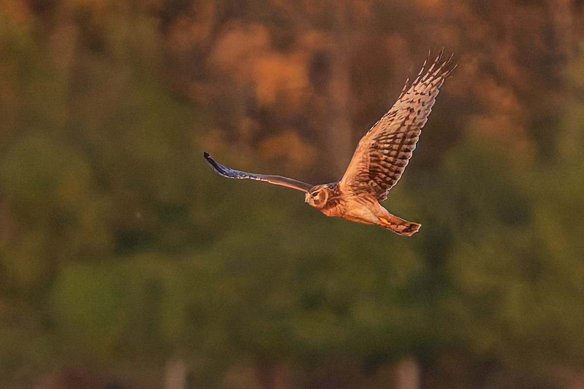 Northern Harrier - ML645118386